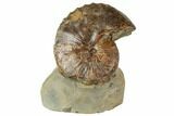Iridescent Fossil Ammonite (Discoscaphites) - South Dakota #189352-1